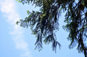 Weeping spruce branches and needles, photographed from below