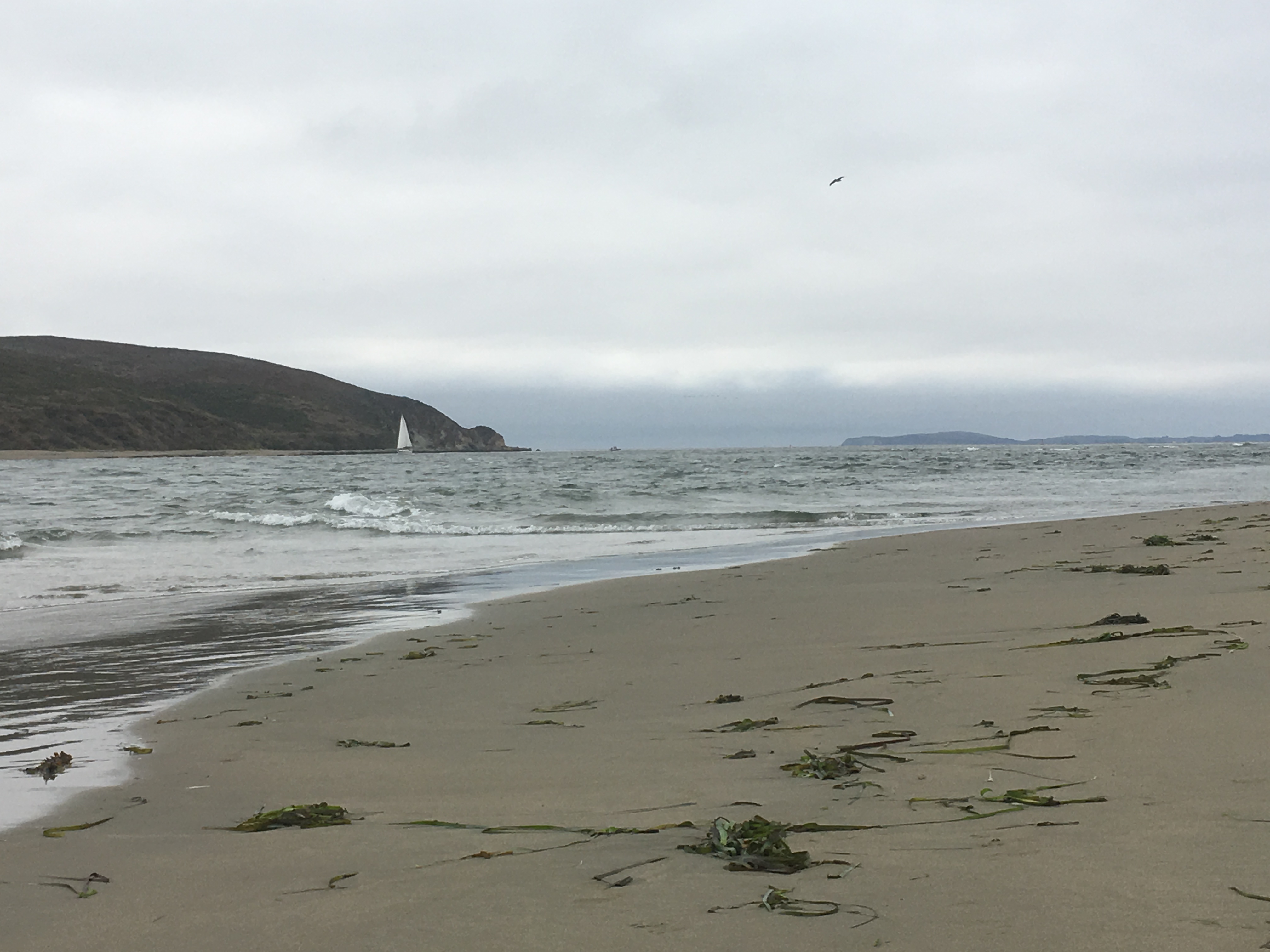 View of a beach in northern California on a foggy, gray day.