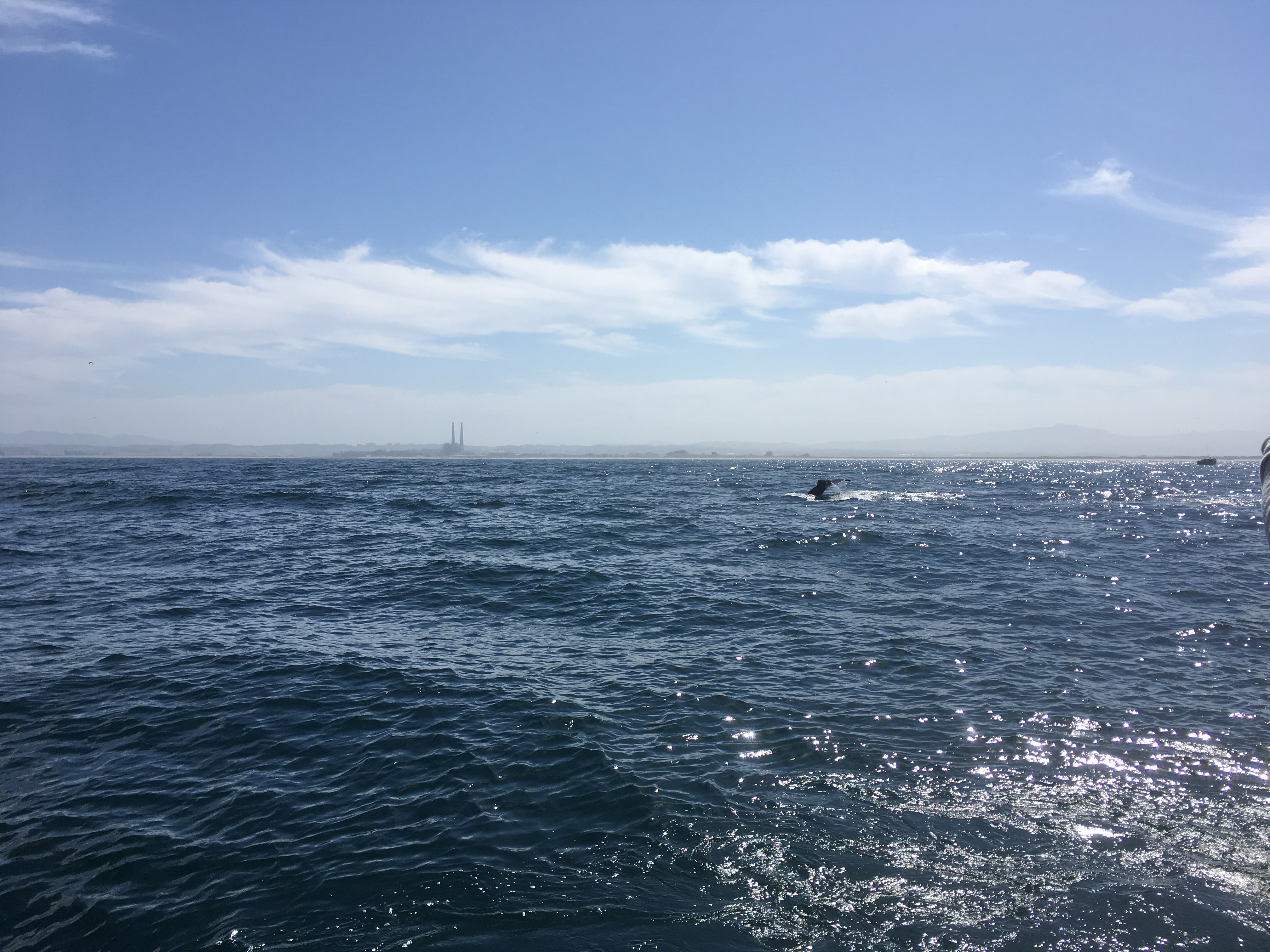 The Pacific Ocean, as seen from a whale-watching boat. There may or may not be a whale tail just barely visible in the distance.